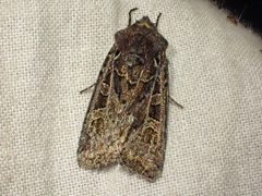Euxoa divergens