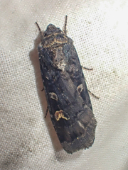 Actebia fennica