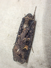 Actebia fennica