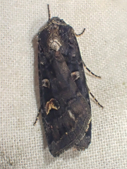 Actebia fennica