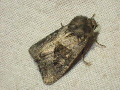 Oligia obtusa