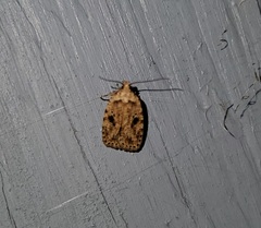 Agonopterix canadensis