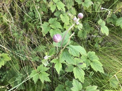 Eriocapitella × hybrida