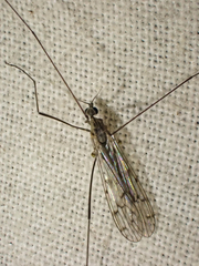 Symplecta