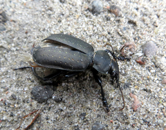 Calosoma maderae