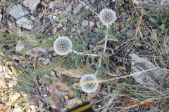 Echinops humilis