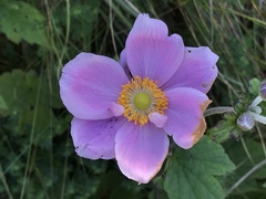 Eriocapitella × hybrida