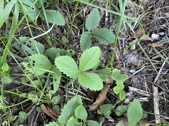 Fragaria virginiana grayana