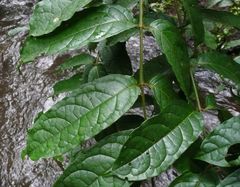 Vangueriella discolor
