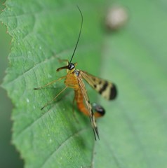 Panorpa coreana