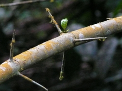 Vangueriella discolor