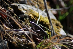 Podarcis muralis