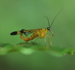 Panorpa coreana