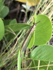 Cueta sauteri