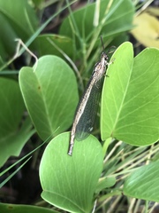 Cueta sauteri