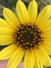 Helianthus debilis cucumerifolius