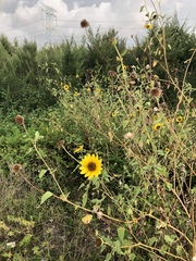 Helianthus debilis cucumerifolius