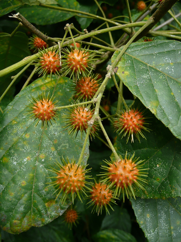 Lindackeria dentata observed 2008-08-06