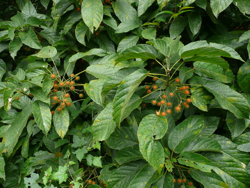 Lindackeria dentata