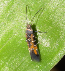 Neoheliodines