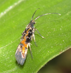 Neoheliodines