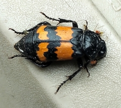 Nicrophorus hybridus
