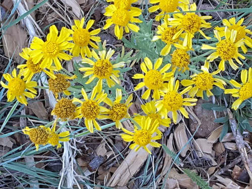 Arizona rubberweed (Hymenoxys subintegra)