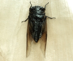 Cryptotympana mandarina