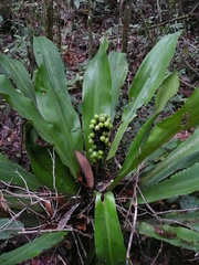 Dracaena adamii image