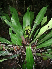 Dracaena adamii image