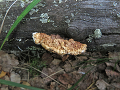 Gloeophyllum protractum