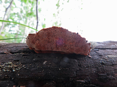 Gloeophyllum protractum