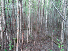 Gloeophyllum protractum