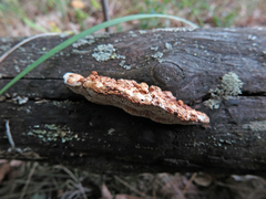 Gloeophyllum protractum