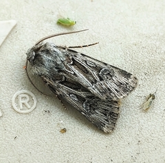 Agrotis robustior