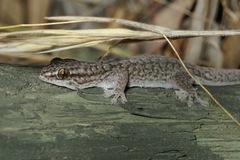 Gehyra versicolor