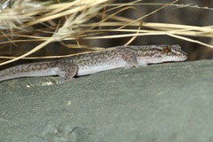 Gehyra versicolor