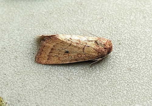 Spartina Borer Moth