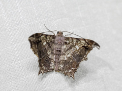 Chiasmia translineata