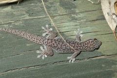 Gehyra versicolor