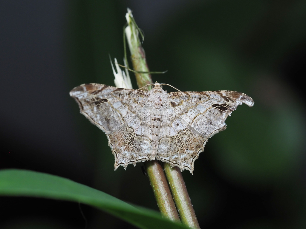 Chiasmia translineata