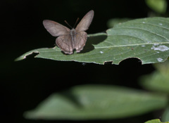 Paryphthimoides poltys