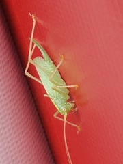 Meconema thalassinum