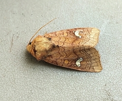 Amphipoea interoceanica