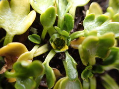 Ranunculus pseudotrullifolius