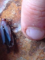 Oxyhaloa deusta