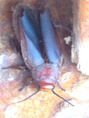 Oxyhaloa deusta