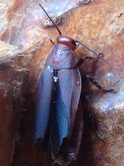 Oxyhaloa deusta