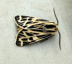 Apantesis obliterata