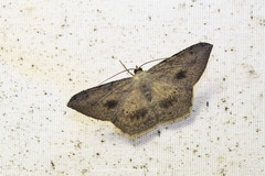 Probithia exclusa